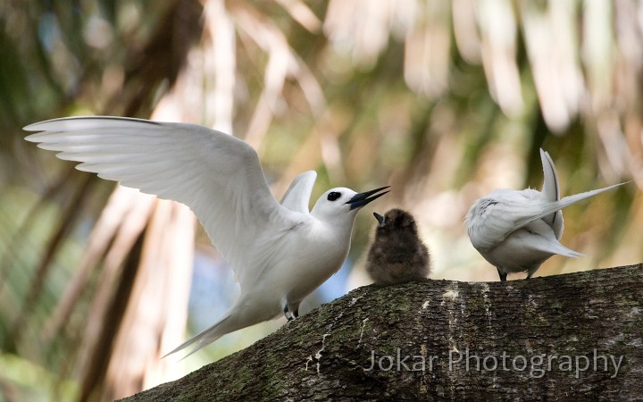 Lord Howe Island_20061214_119.jpg